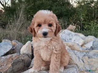 Miniature Poodle dogs Zinna - Ad 1