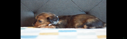 Miniature Dachshund dogs for sale: Miniature Dachshund Puppy 3 - Ad 3