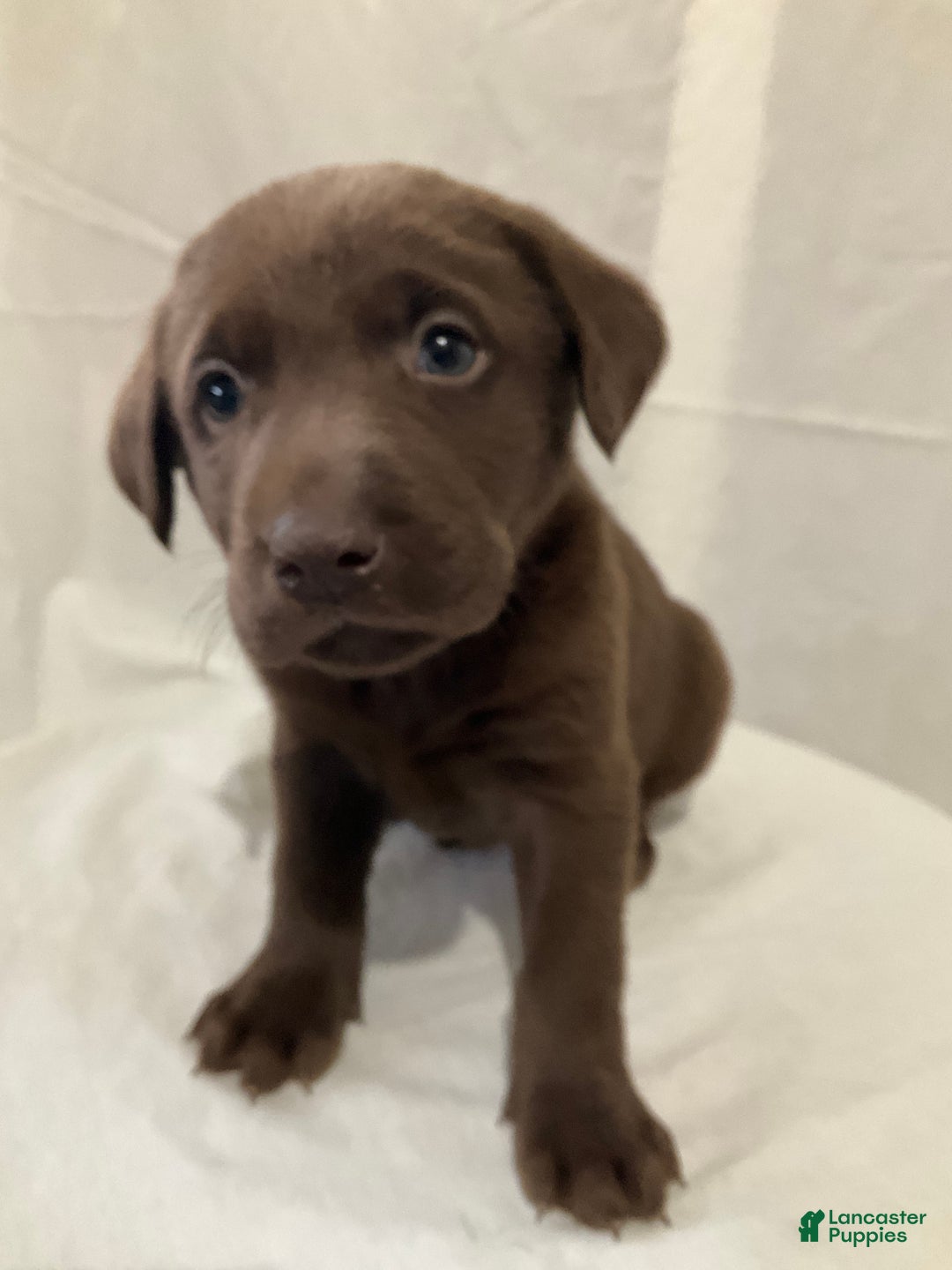 Labrador Retriever dogs for sale: Lexi - Ad 1