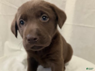 Labrador Retriever dogs Lexi - Ad 25