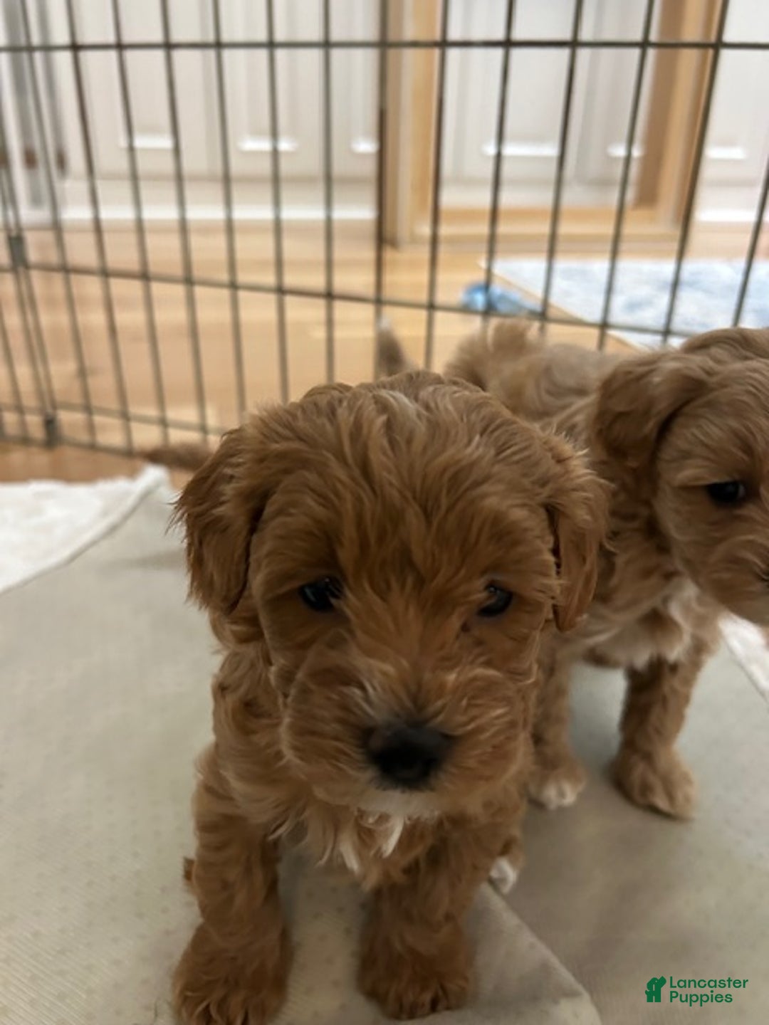 Maltipoo dogs for sale: Maltipoo Max - Ad 4