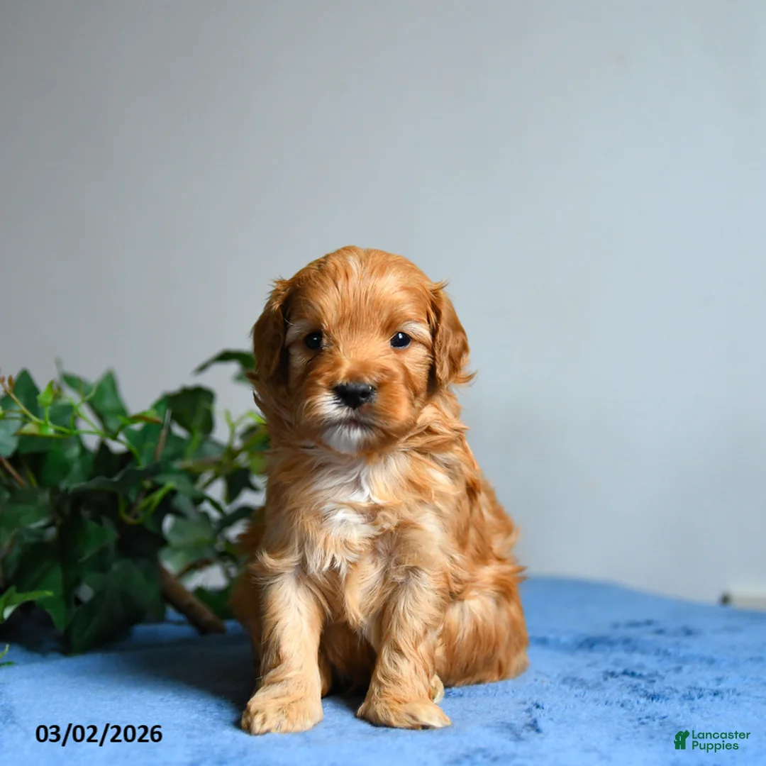 Cavapoo dogs for sale: Biscotti - Ad 2