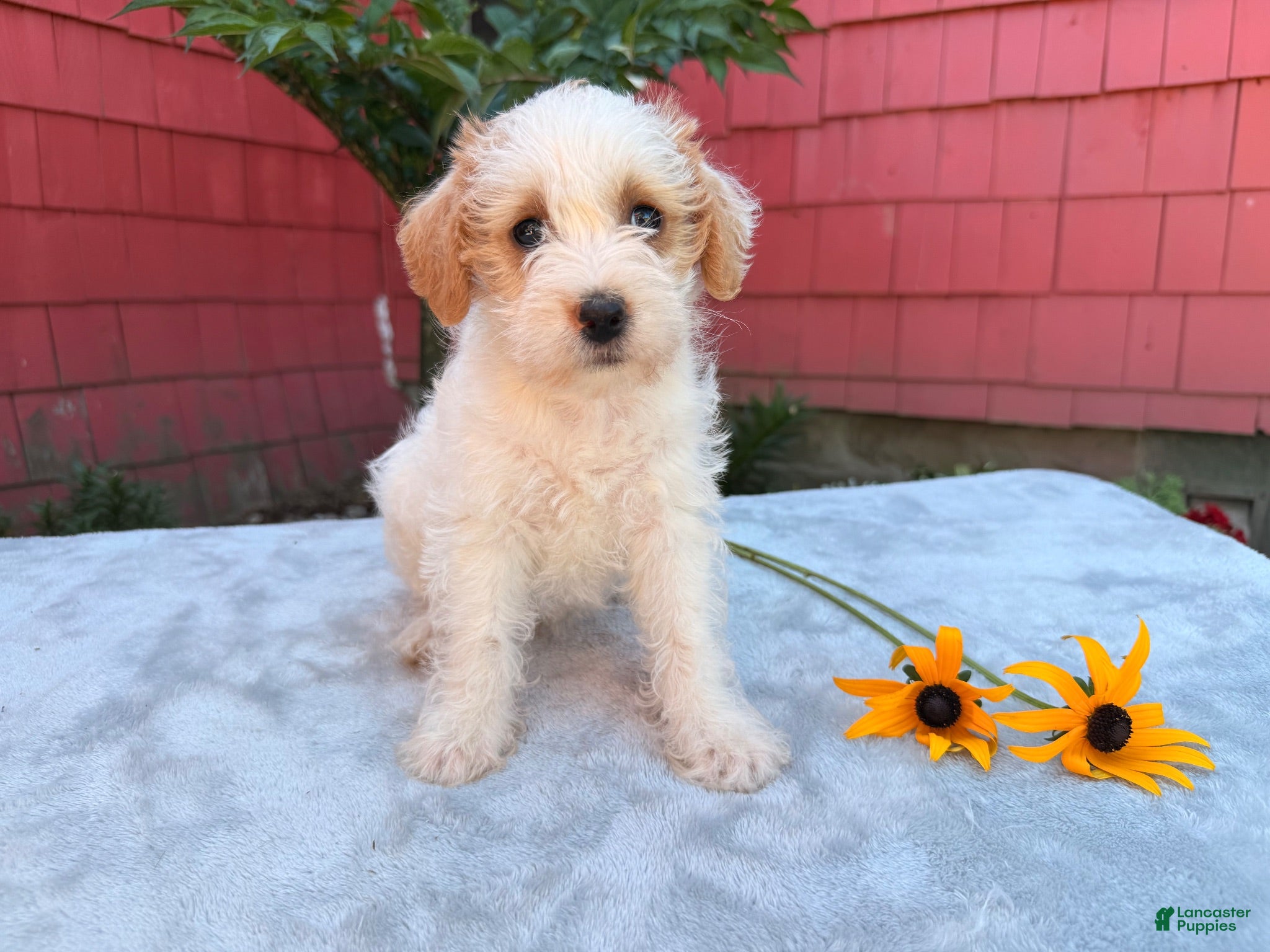 Schnoodle dogs Bella - Ad 1