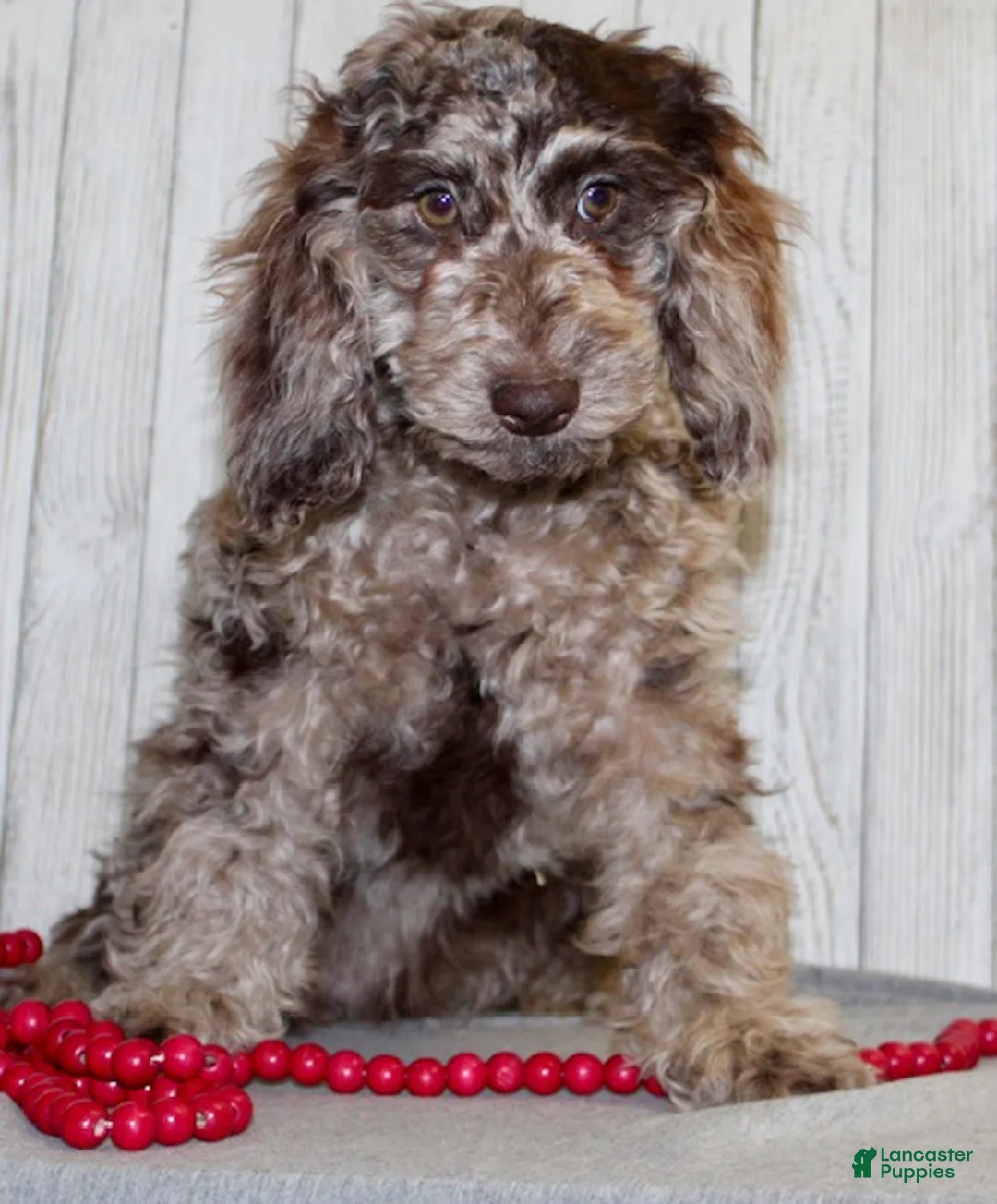 Miniature Labradoodle dogs for sale: Joyce - Ad 2