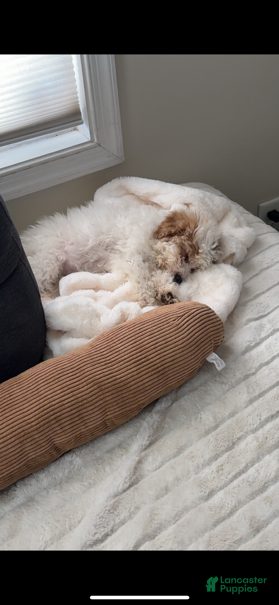 Mixed Breed dogs for sale: Ange - Ad 5