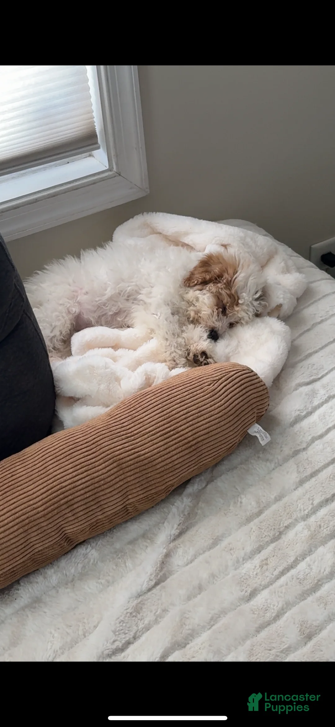 Mixed Breed dogs for sale: Aimée  - Ad 10