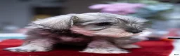 Miniature Schnauzer dogs for sale: Miniature Schnauzer Puppy 2 - Ad 2
