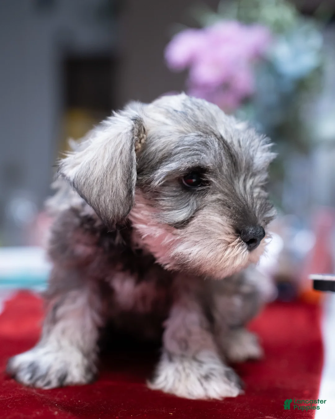 Miniature Schnauzer dogs for sale: Miniature Schnauzer Puppy 2 - Ad 2