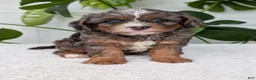 Cavapoo dogs for sale: Asher - Ad 12