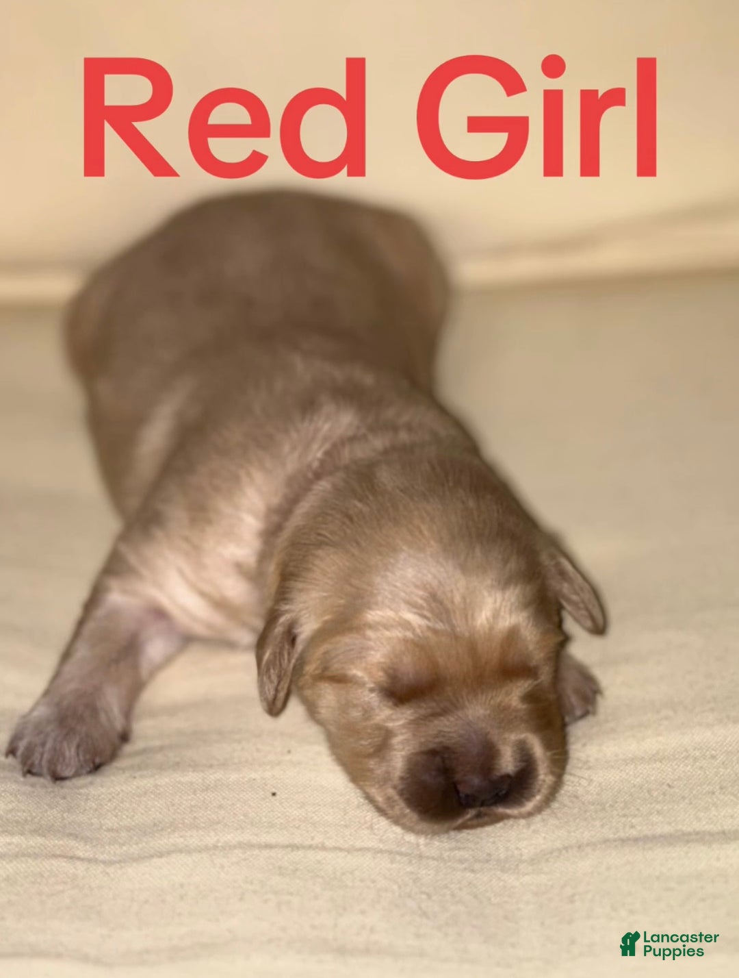 Golden Retriever dogs for sale: Golden Retriever Dark Pink Girl - Ad 10