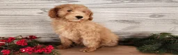 Mini Goldendoodle dogs for sale: Indy - Ad 22