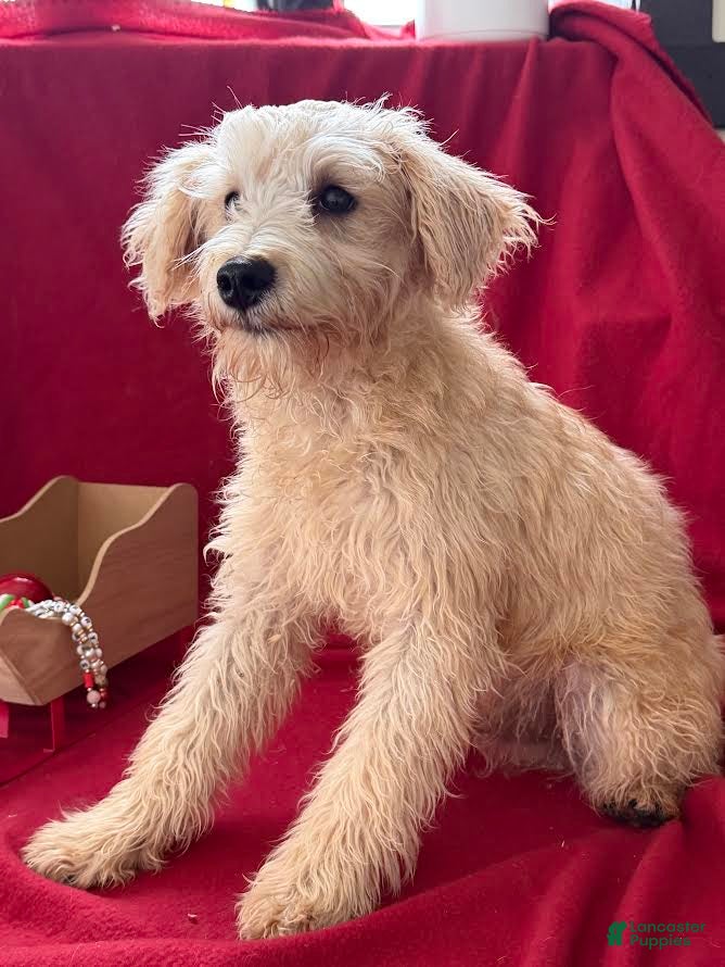 Schnoodle dogs Isaiah - Ad 5