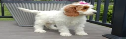 Mini Goldendoodle dogs for sale: Princess-MEDIUM - Ad 5