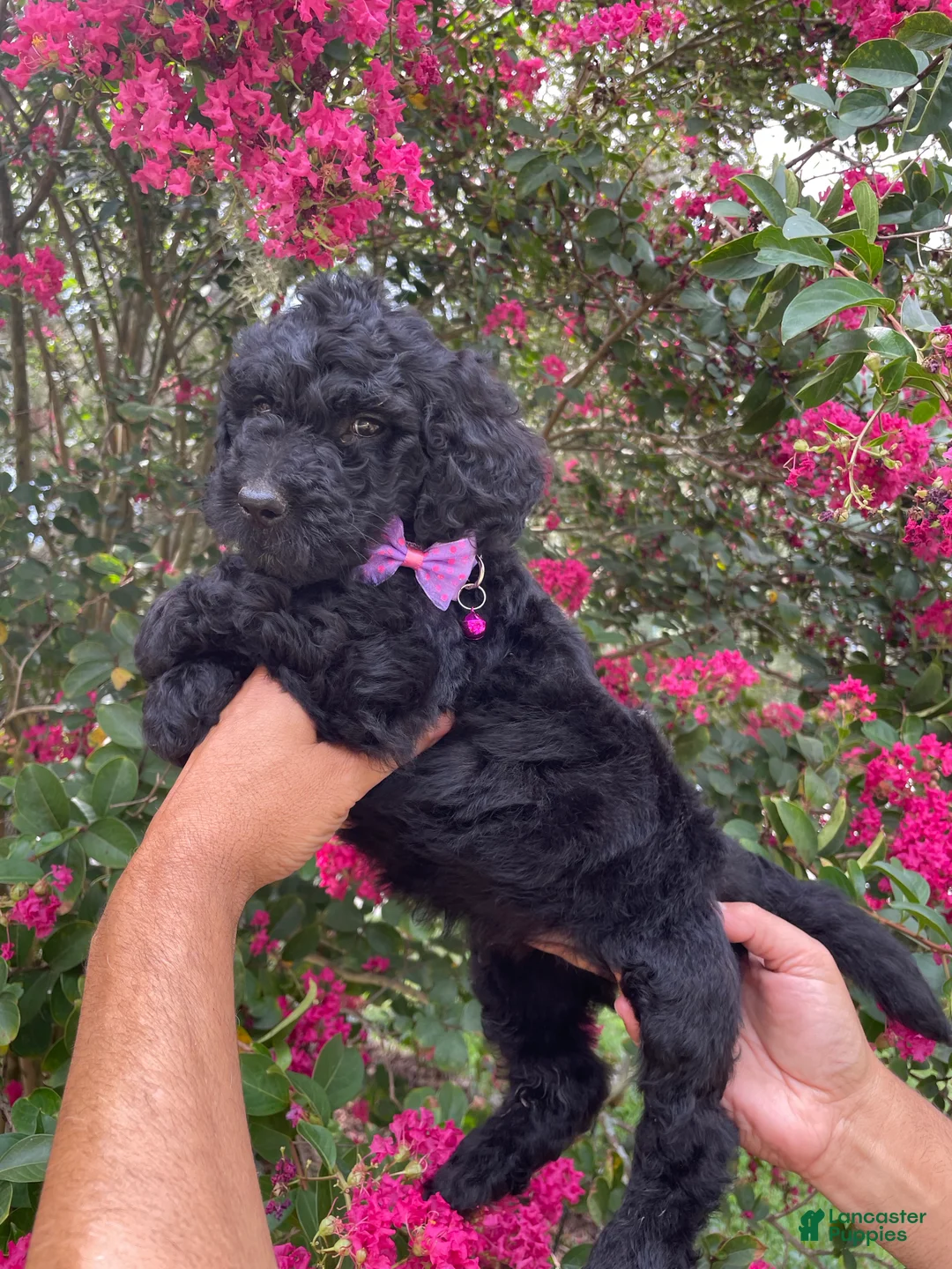 Goldendoodle dogs for sale: Rocco - Ad 7