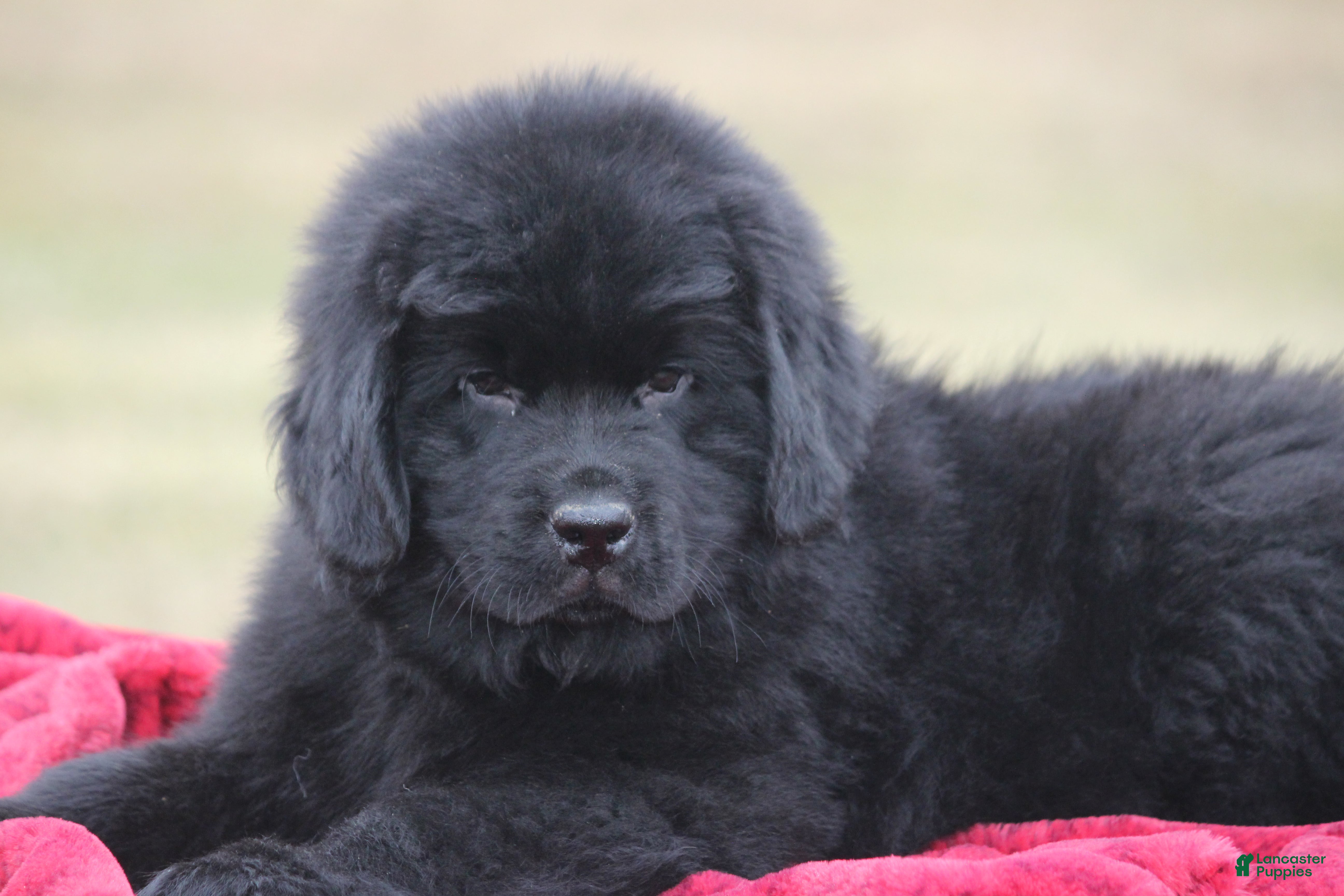 Newfoundland dogs Theo - Ad 7