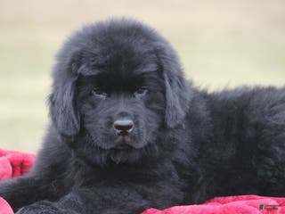 Newfoundland dogs Theo - Ad 4
