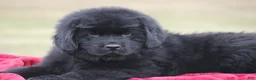 Newfoundland dogs for sale: Theo - Ad 8