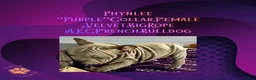 French Bulldog dogs for sale: Phynlee “Purple”Collar, Female - Ad 7