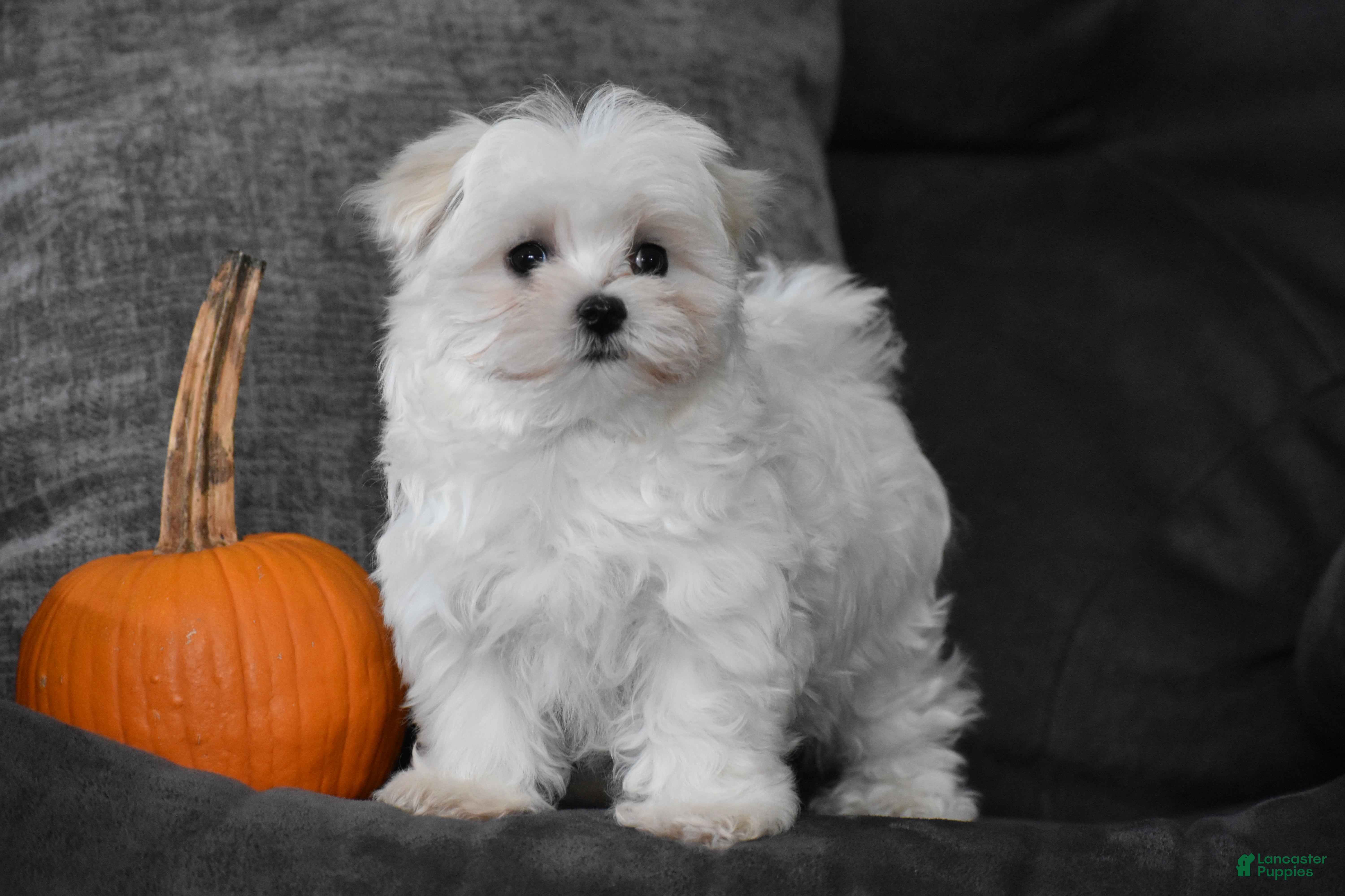 Maltese dogs Skye - Ad 11