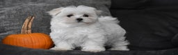 Maltese dogs for sale: Skye - Ad 1