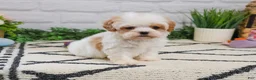 Cavapoo dogs for sale: Patty  - Ad 7