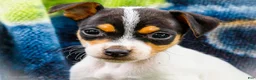 Mixed Breed dogs for sale: Taley - Ad 2