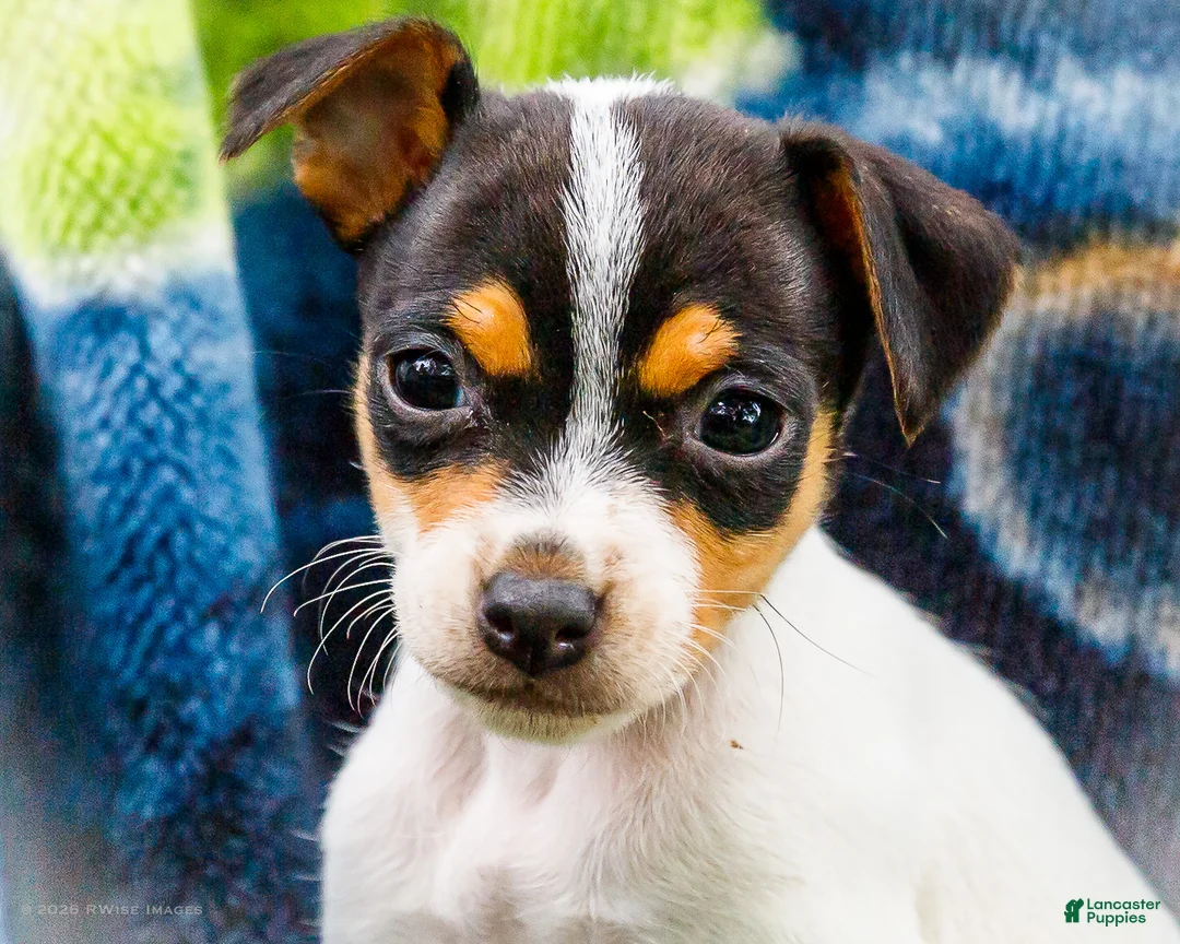 Mixed Breed dogs for sale: Taley - Ad 2