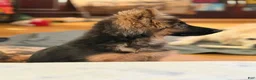 German Shepherd dogs for sale: Cuddles - Ad 14