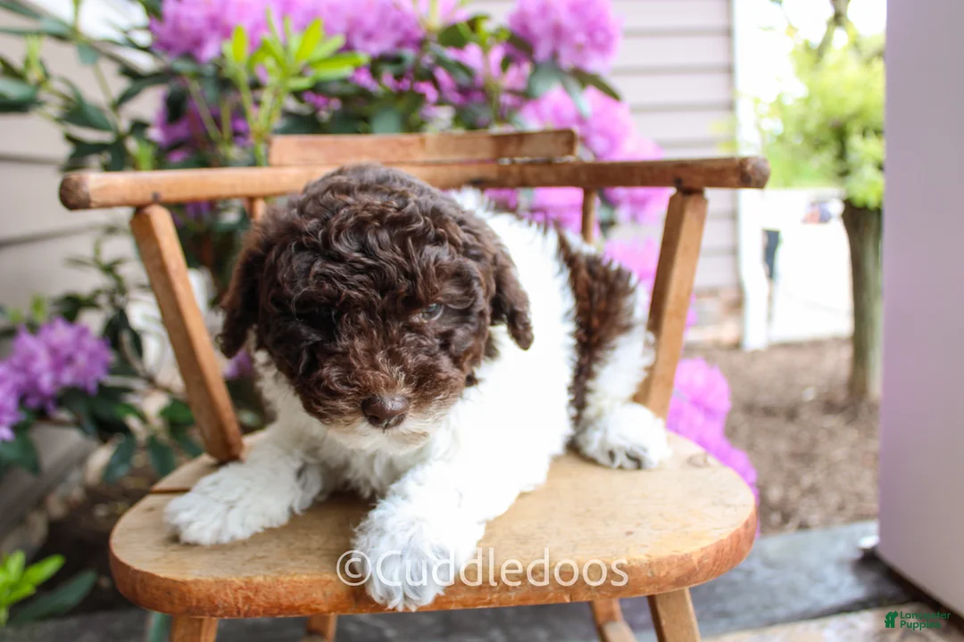Mixed Breed dogs for sale: Neptune - Ad 1