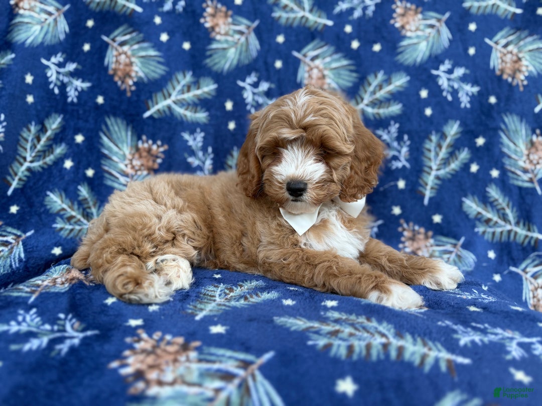 Cockapoo dogs for sale: Boots - Ad 2