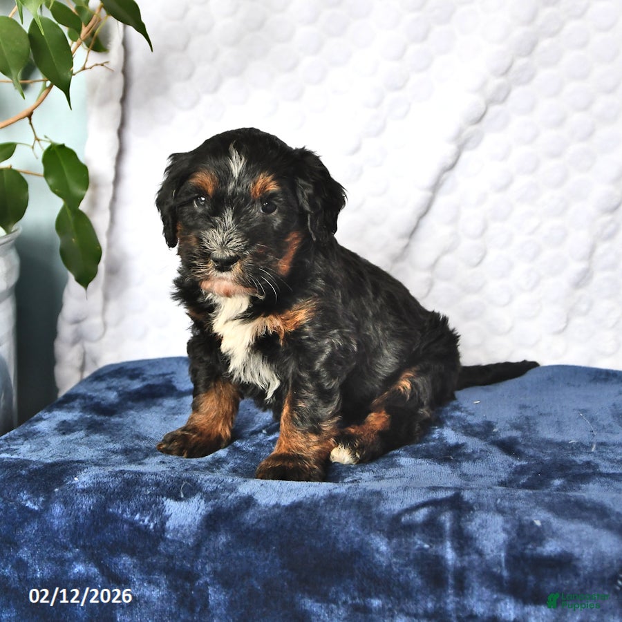 Mini Bernedoodle dogs Willow - Ad 17