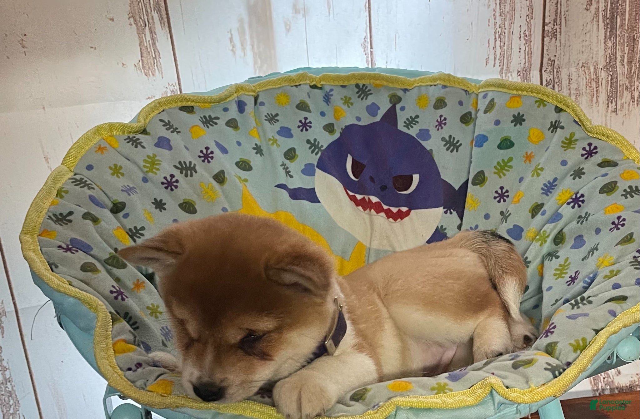 Shiba Inu dogs Lucky - Ad 1