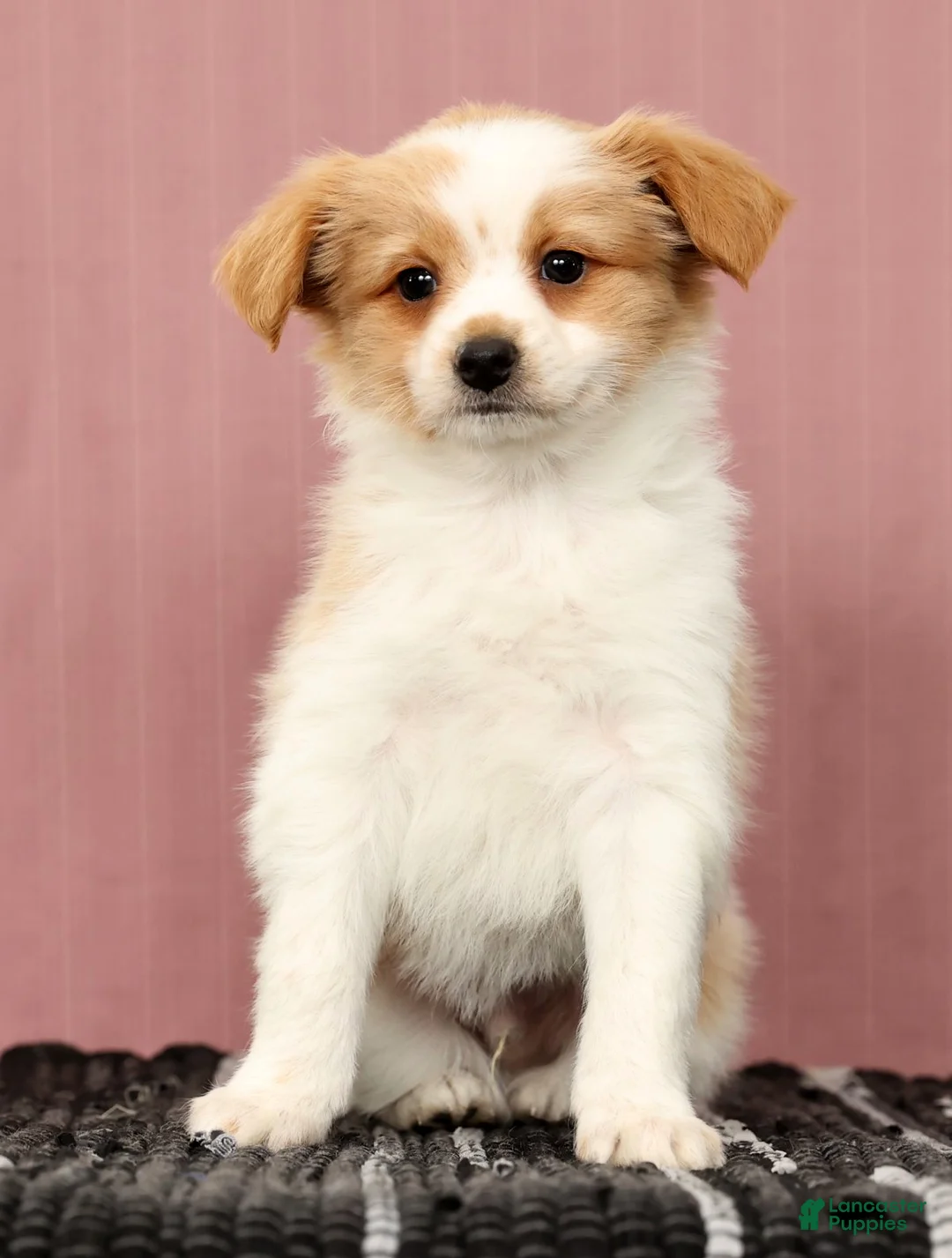 Papillon dogs for sale: Munro - Ad 6