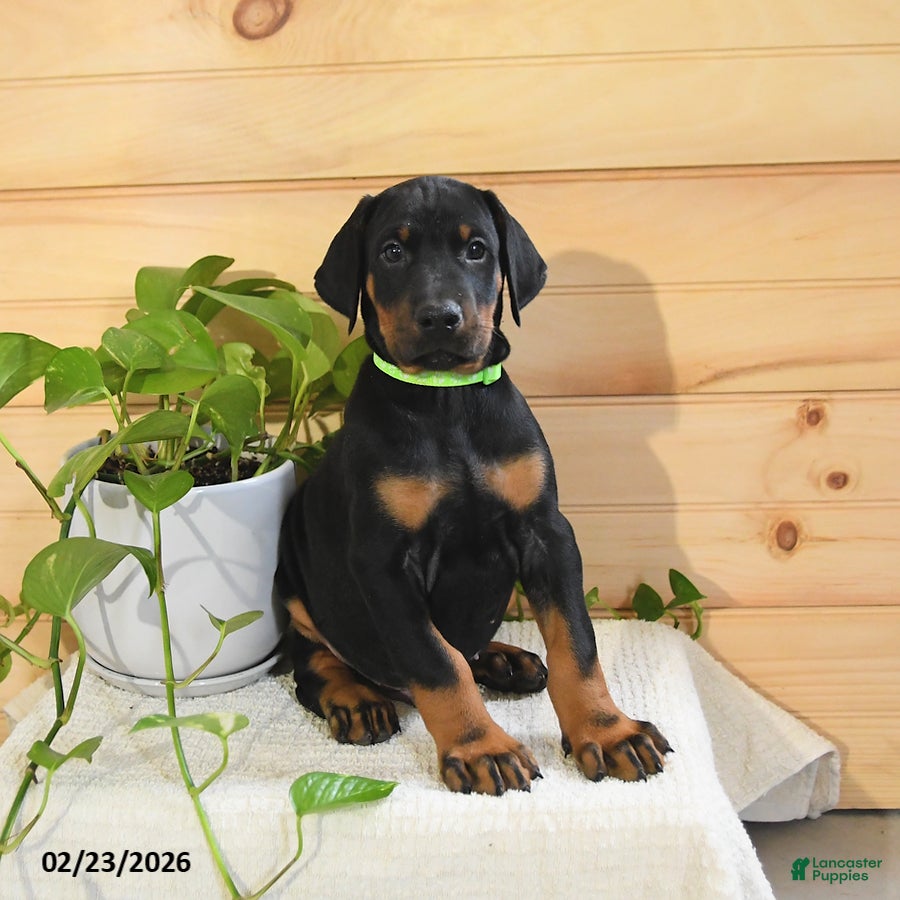 Doberman Pinscher dogs Arrow - Ad 1