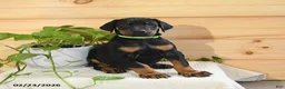 Doberman Pinscher dogs for sale: Arrow - Ad 1