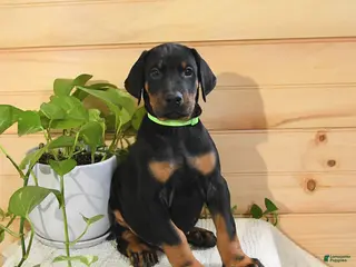 Doberman Pinscher dogs for sale: Arrow - Ad 3