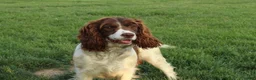 English Springer Spaniel dogs for sale: Vicky - Ad 3
