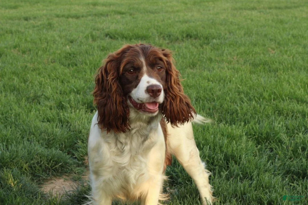 English Springer Spaniel dogs for sale: Vicky - Ad 3
