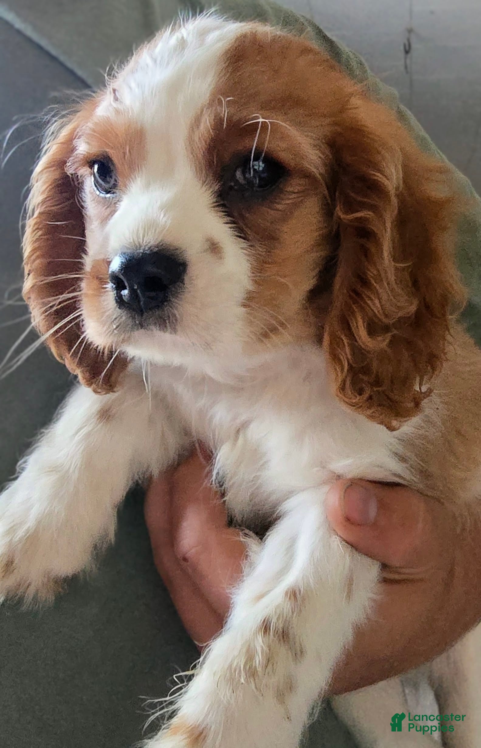 Cavalier King Charles Spaniel dogs Prince - Ad 41