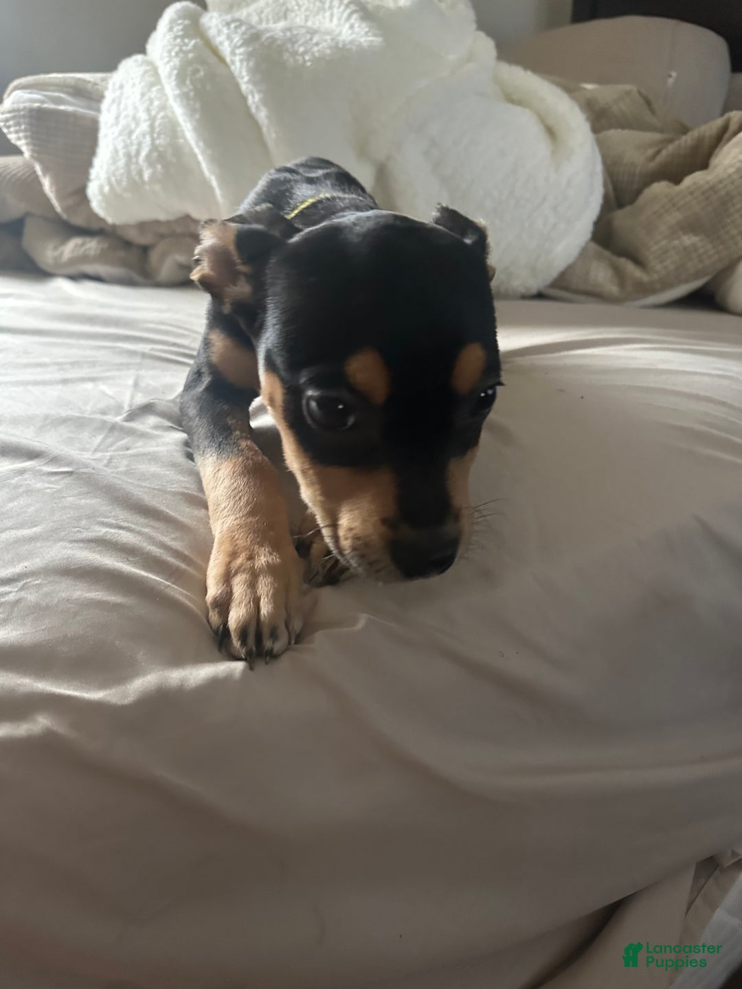 Mixed Breed dogs for sale: 🐾 Meet Our Little Beauty with the Unique Brown Mask! 🐶🤎 - Ad 2