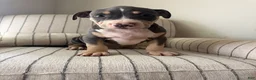 American Bully dogs for sale: Batman - Ad 3