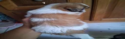 Shih Tzu dogs for sale: Shih Tzu 1 - Ad 3