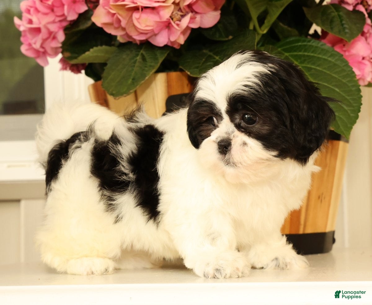Malshi dogs Maggie - Ad 2