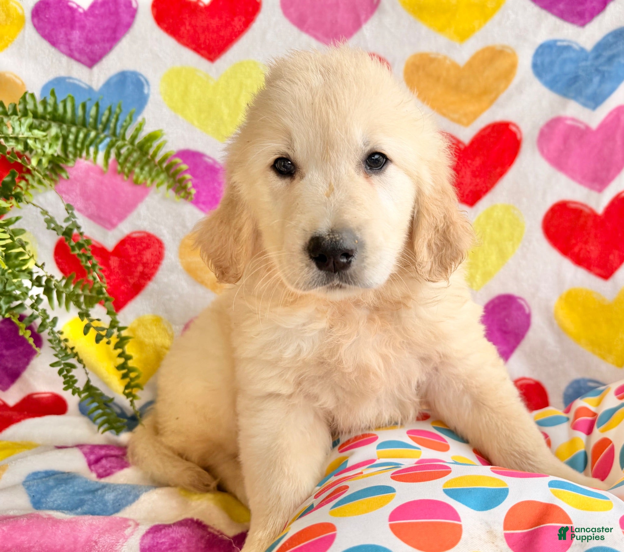 Golden Retriever dogs Remi - Ad 2