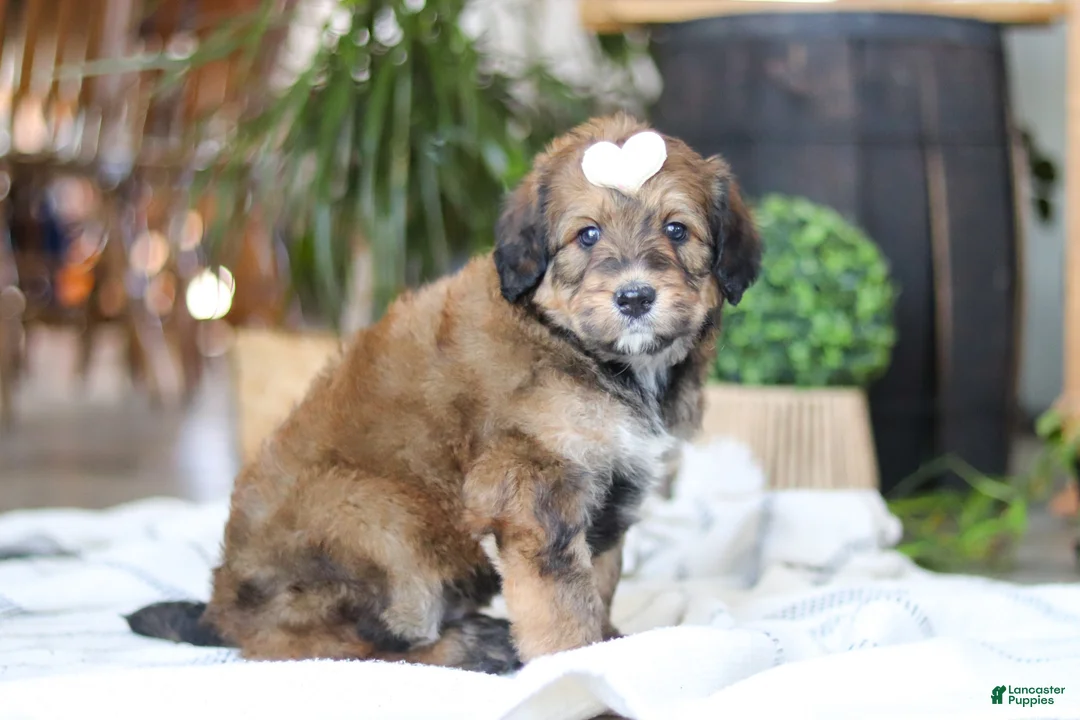 Bernedoodle dogs for sale: Paddie - Ad 8