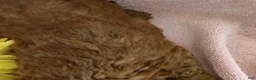 Mini Goldendoodle dogs for sale: Sunshine - Ad 8