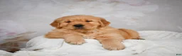 Golden Retriever dogs for sale: Rocco - Ad 3