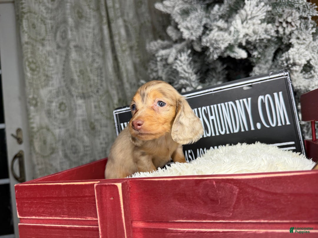 Miniature Dachshund dogs for sale: Bright blue eye - Ad 6