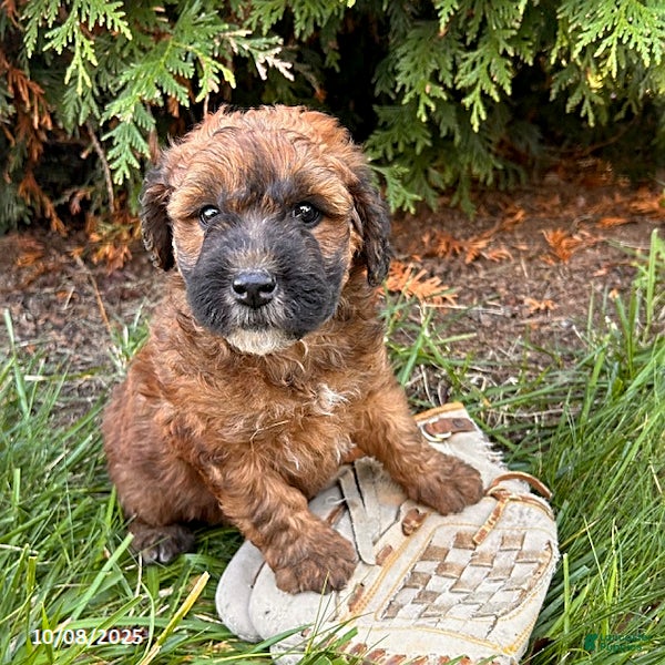 Grown Whoodle Medium Whoodle Whoodle Puppies For Sale Lancaster