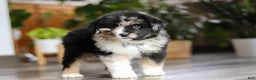 Miniature Australian Shepherd dogs for sale: Lindt - Ad 2